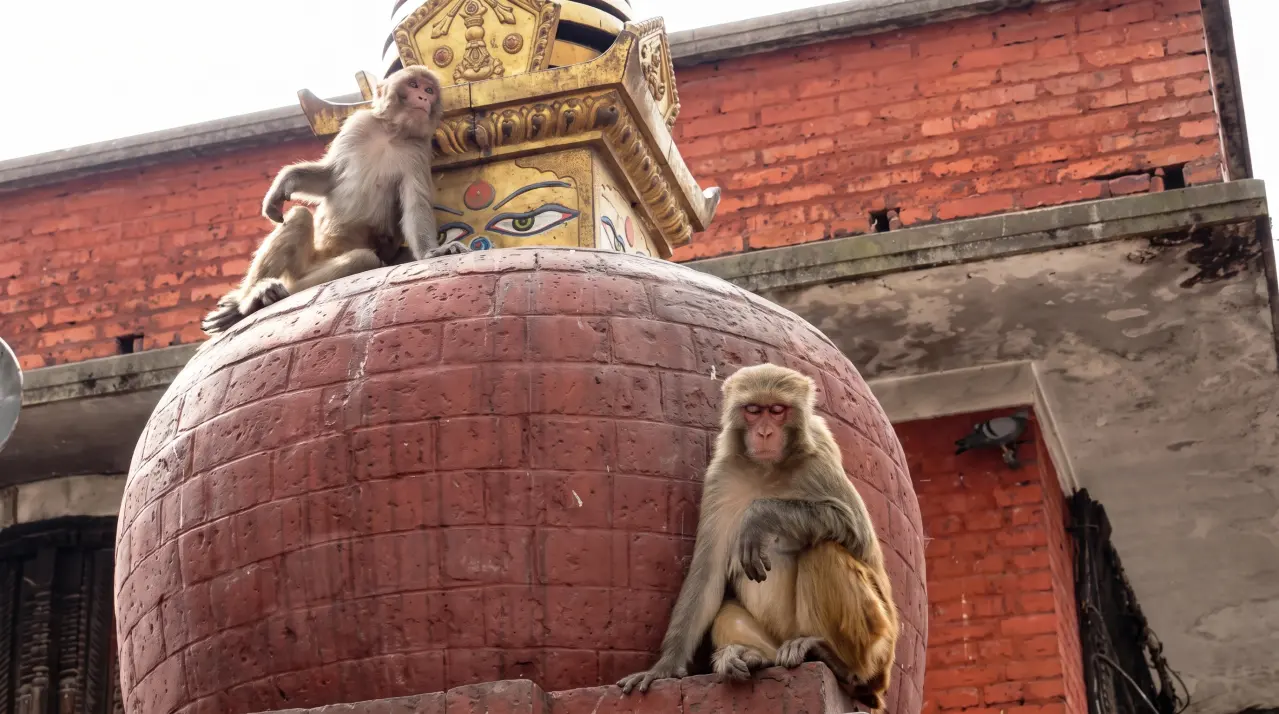 Affen am Swayambunath, Kathmandu