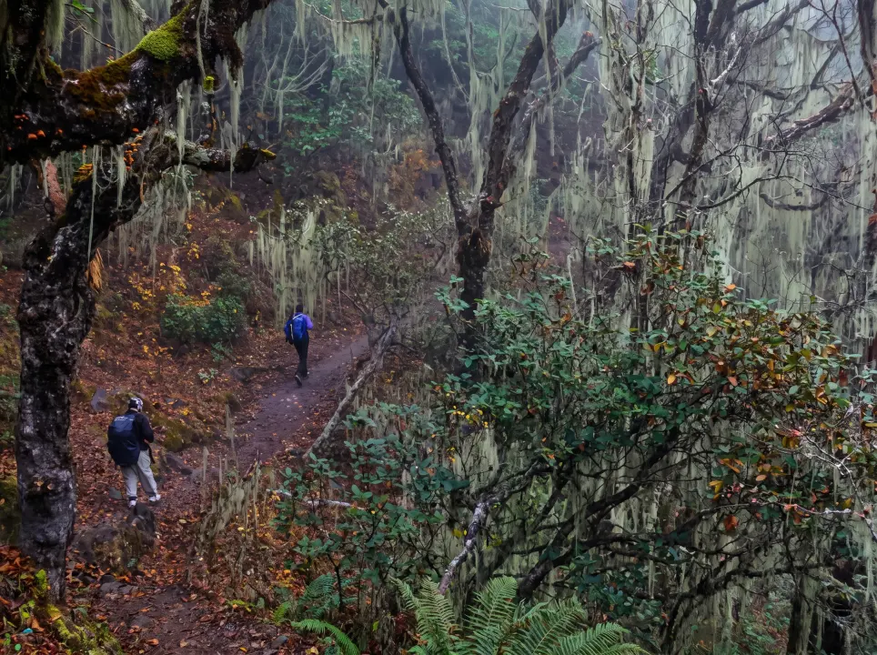 Nebelwald bei Portse Thanga