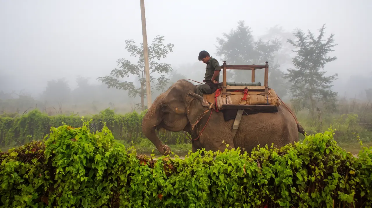 Elefant im Chitwan Nationalpark, Nepal