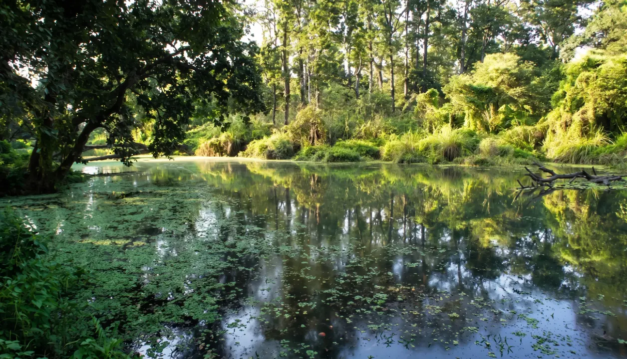 Wunerschöner See im Schutzgebiet, Chitwan NP, Nepal