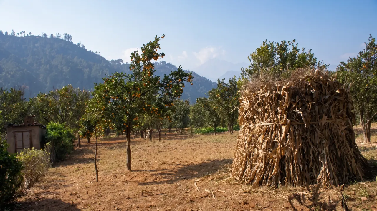 Orangenplantagen nahe Nargarkot