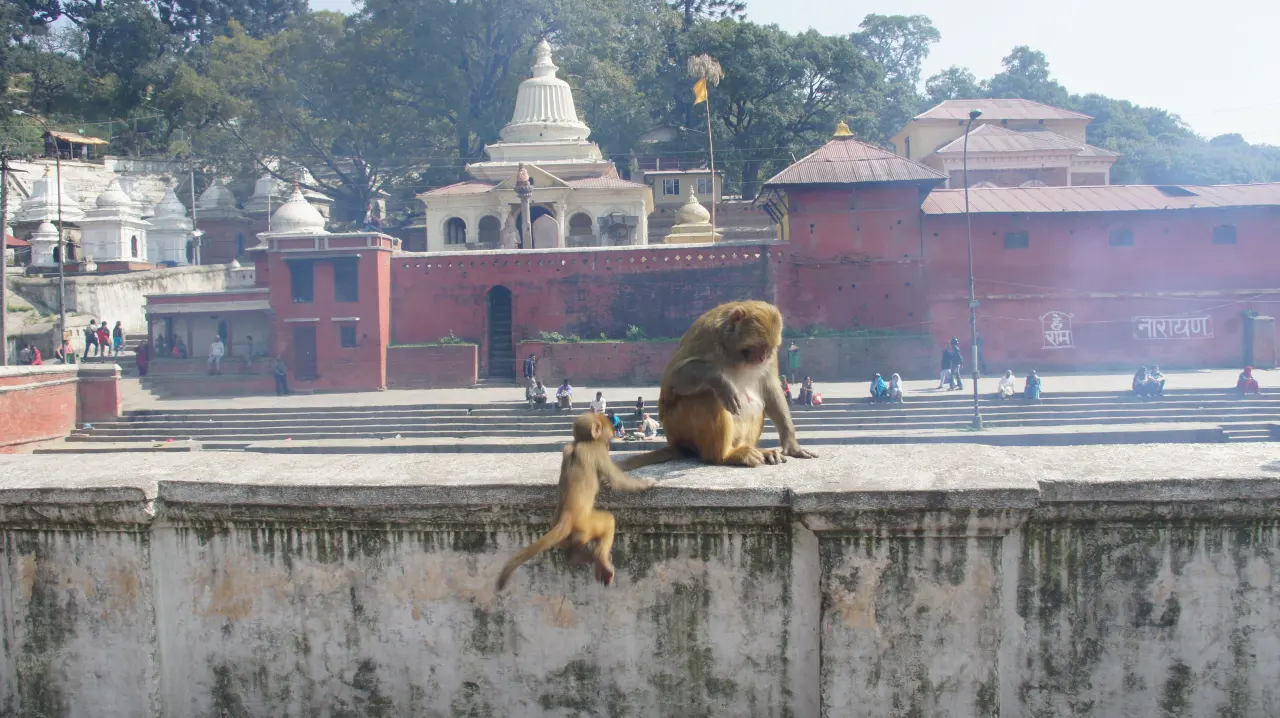 „Der Pashupatinath-Tempel ist nicht nur ein Tempel – er ist ein zutiefst spirituelles Erlebnis, Nepal Trekking