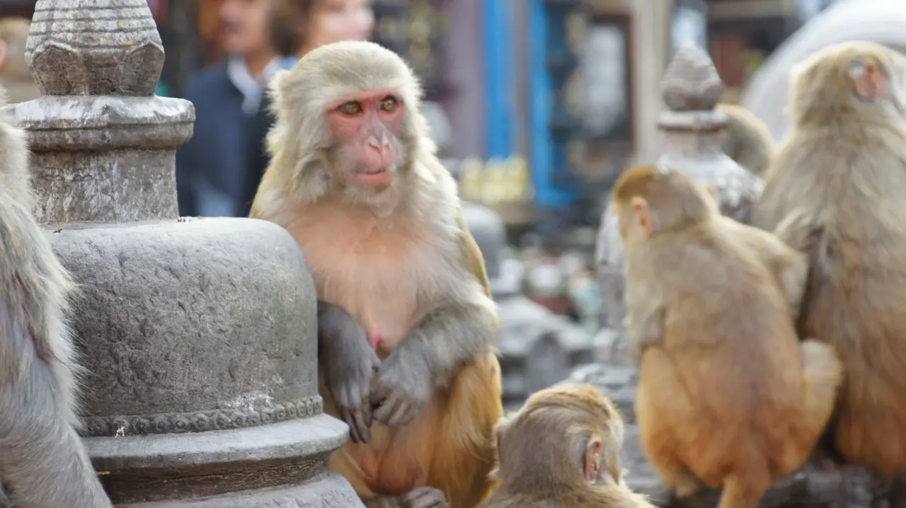 Affenfamilie am Svayambhunath, Nepal Trekking