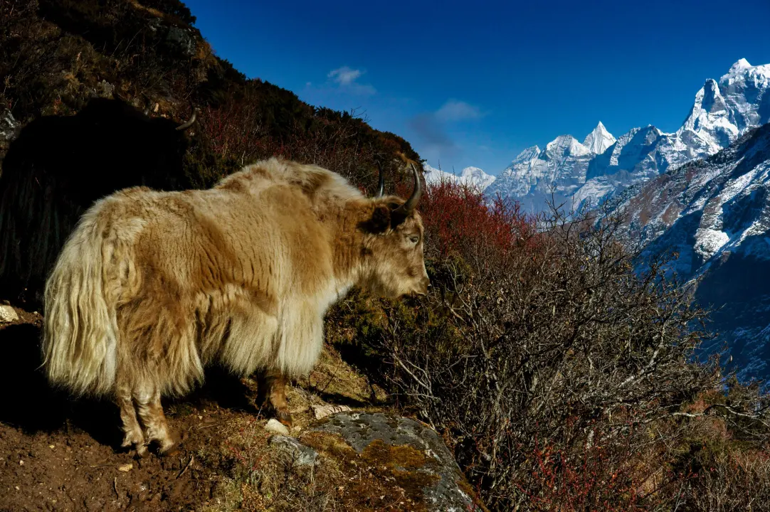 Yaks auf dem Everest Trekk
