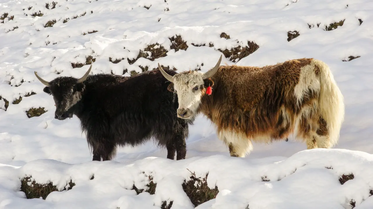 Manaslu Trekking