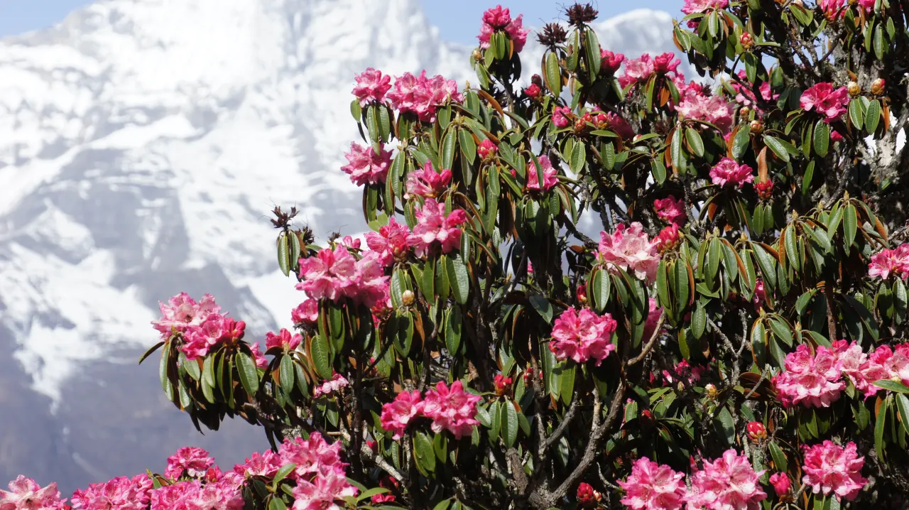 Everest Trekking
