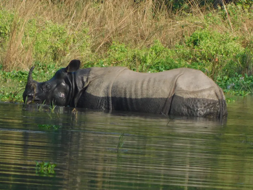 Panzernashorn, Chitwan Trekking, Nepal